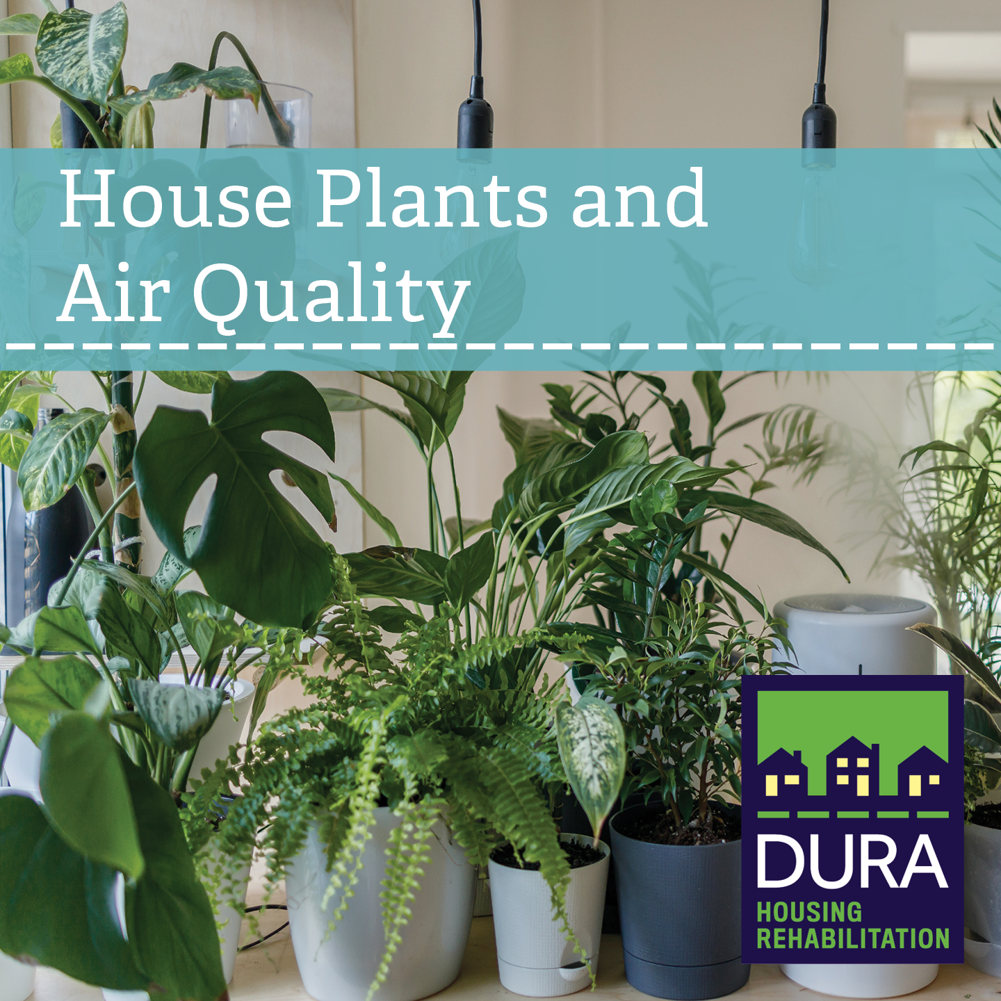 House plants lined up on a kitchen counter. Text overlay reads "House Plants and Air Quality." The DURA logo is in the bottom right corner.